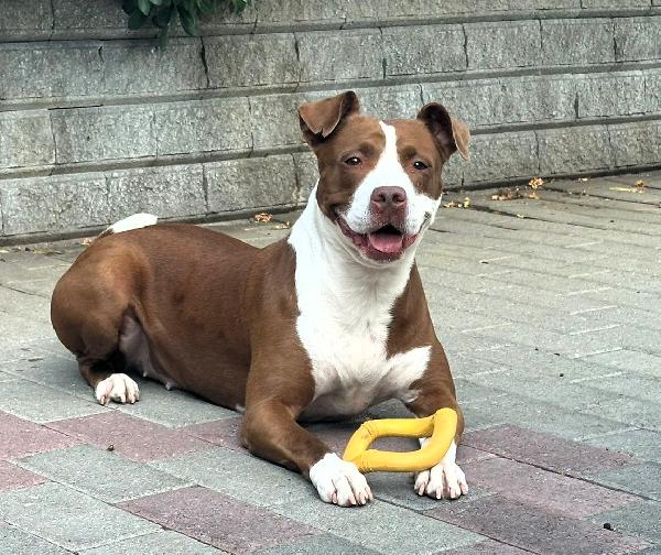 Lady Bellissima Cagnolina